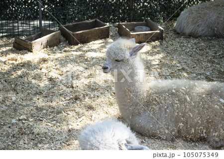 a llama in a contact zoo, live in captivity, a national park, a white llama, an alpaca or a llama in a pen, a llama on a livestock farm a llama in a contact zoo, live in captivity, a national park, a white llama, an alpaca or a llama in a pen, a llama on a livestock farm 105075349