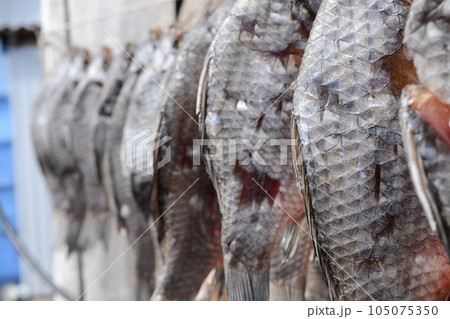 salted fish, dried fish, beer appetizer, dried fish dries in the sun 105075350
