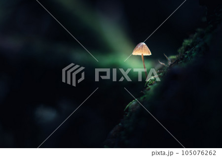 Beautiful macro shot of single forest mushroom 105076262