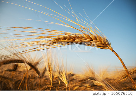 Ripe barley spikelet on summer barley field Ripe barley spikelet on summer barley field 105076316