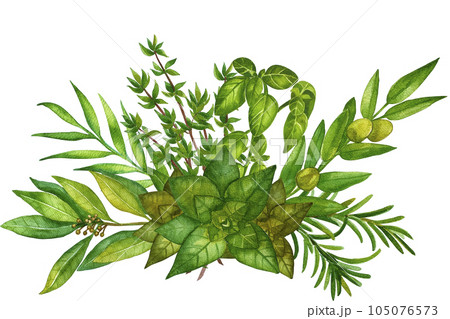 Watercolor herb illustration. A bunch of fresh culinary and medicinal herbs. Floral design for wedding invitations, greeting cards, prints, postcards, social media posts. Sage, rosemary, thyme, basil. Watercolor herb illustration. A bunch of fresh culinary and medicinal herbs. Floral design for wedding invitations, greeting cards, prints, postcards, social media posts. Sage, rosemary, thyme, basil. 105076573