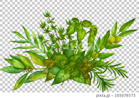 Watercolor herb illustration. A bunch of fresh culinary and medicinal herbs. Floral design for wedding invitations, greeting cards, prints, postcards, social media posts. Sage, rosemary, thyme, basil. Watercolor herb illustration. A bunch of fresh culinary and medicinal herbs. Floral design for wedding invitations, greeting cards, prints, postcards, social media posts. Sage, rosemary, thyme, basil. 105076573