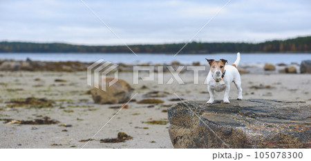 Panoramic banner background with dog walking at beach on low tide on Fall day Panoramic banner background with dog walking at beach on low tide on Fall day 105078300