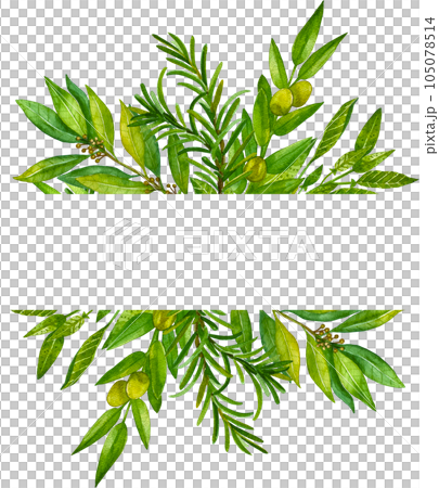 Watercolor herb illustration. A bunch of fresh culinary and medicinal herbs. Floral design for wedding invitations, greeting cards, prints, postcards, social media posts. Sage, rosemary, thyme, basil. Watercolor herb illustration. A bunch of fresh culinary and medicinal herbs. Floral design for wedding invitations, greeting cards, prints, postcards, social media posts. Sage, rosemary, thyme, basil. 105078514