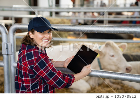 Woman farmer with tablet at a dairy farm. Herd management Woman farmer with tablet at a dairy farm. Herd management 105078812
