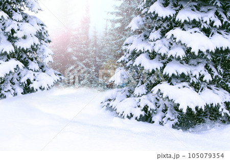 Spruces covered with snow. Beautiful winter forest. Happy Christmas eve 105079354