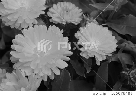 春に咲く花 春に咲く花 105079489