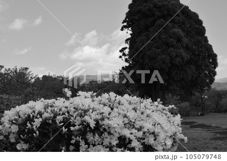 満開のツツジ 105079748