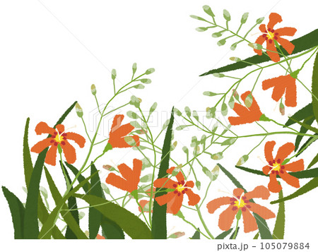 夏に咲き誇るモントブレチア ひめひおうぎすいせん 夏に咲き誇るモントブレチア ひめひおうぎすいせん 105079884