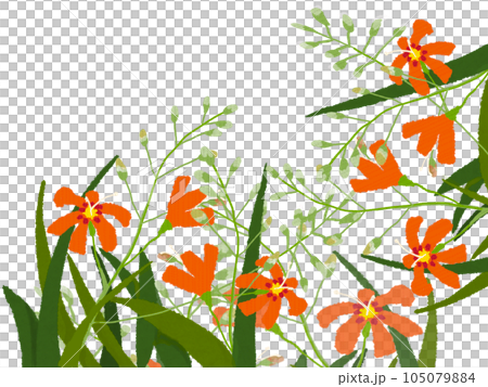 夏に咲き誇るモントブレチア ひめひおうぎすいせん 夏に咲き誇るモントブレチア ひめひおうぎすいせん 105079884