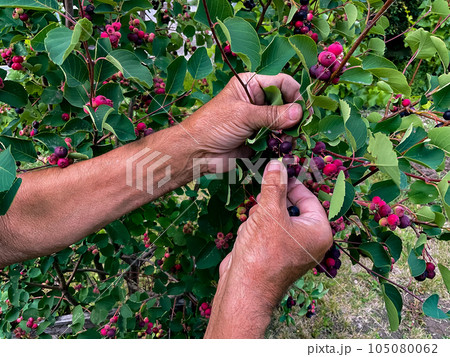 Hands of swarthy old man picking berries on tree in the garden. 105080062
