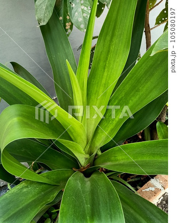 Close up of giant crinum lily plant  105080197