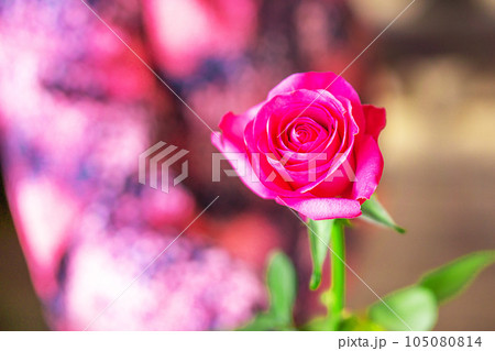 A little girl holding a rose flower. Childhood and people concept. Happy mothers day. A little girl holding a rose flower. Childhood and people concept. Happy mothers day. 105080814