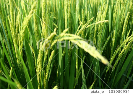 稔り始めた稲穂 山形庄内米 105080954