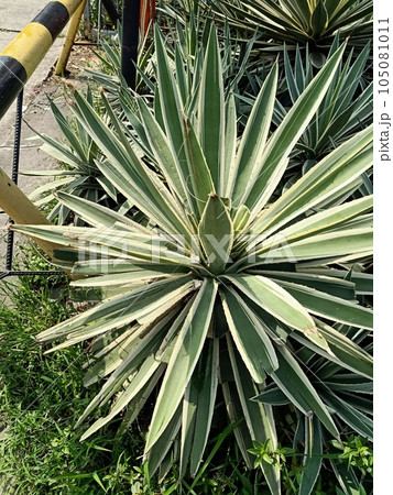 Close up of sisal hemp plant  105081011