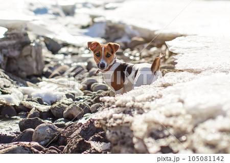 Small Jack Russell terrier plays by the river where snow melts on the sun 105081142