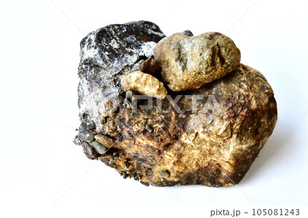 クロカワムシとクロカワムシの巣 105081243