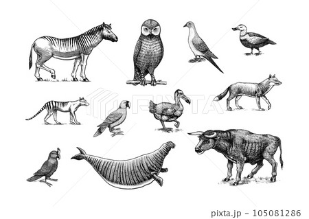 Extinct species. Wild mammal animals and birds. Dodo, Moa, Tasmanian wolf, Quagga. Aurochs. Blue Extinct species. Wild mammal animals and birds. Dodo, Moa, Tasmanian wolf, Quagga. Aurochs. Blue 105081286