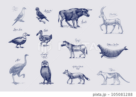 Extinct species. Wild mammal animals and birds. Dodo, Moa, Tasmanian wolf, Quagga. Aurochs. Blue Extinct species. Wild mammal animals and birds. Dodo, Moa, Tasmanian wolf, Quagga. Aurochs. Blue 105081288