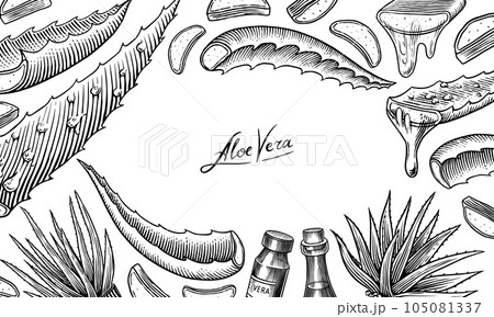Aloe vera set. Sketch of Plant and bunch and leaves. Ingredient for herbal medicine or cosmetics Aloe vera set. Sketch of Plant and bunch and leaves. Ingredient for herbal medicine or cosmetics 105081337