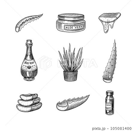 Aloe vera set. Sketch of Plant and bunch and leaves. Ingredient for herbal medicine or cosmetics 105081400