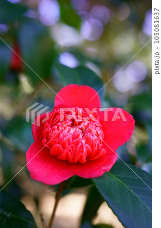 4789　椿　卜伴錦 105081637