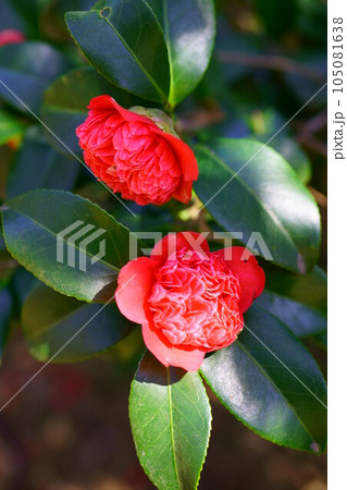 4788 椿 卜伴錦 4788 椿 卜伴錦 105081638