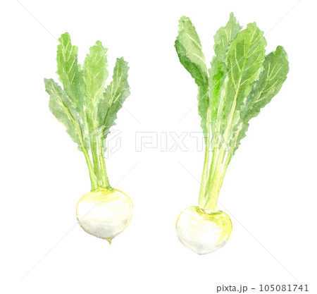 かぶの水彩イラスト　アナログ手描き　背景透過 105081741