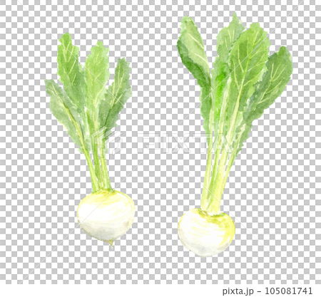 かぶの水彩イラスト　アナログ手描き　背景透過 105081741