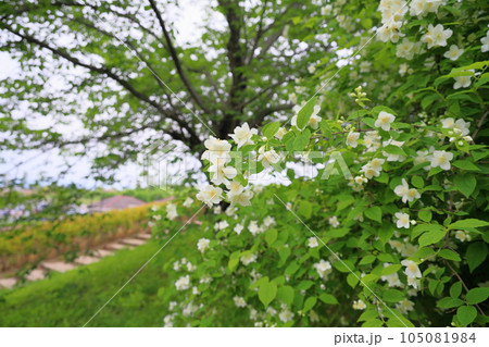 バイカウツギの花 バイカウツギの花 105081984
