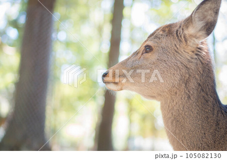 奈良 春日大社の森に暮らす穏やかな表情の野生の鹿 105082130