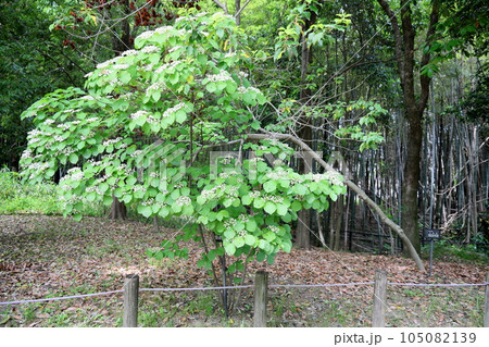 ガマズミの花 105082139