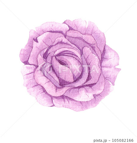 Watercolor rose flower illustration Watercolor rose flower illustration 105082166