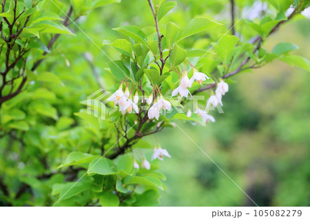 エゴノキの花 エゴノキの花 105082279