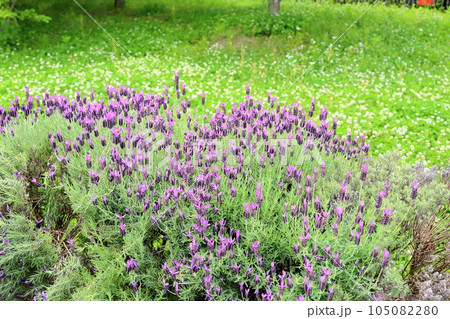 フレンチラベンダーの花 105082280