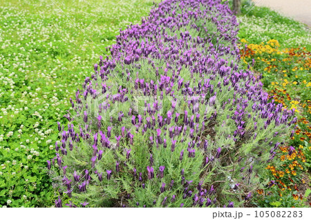 フレンチラベンダーの花 105082283