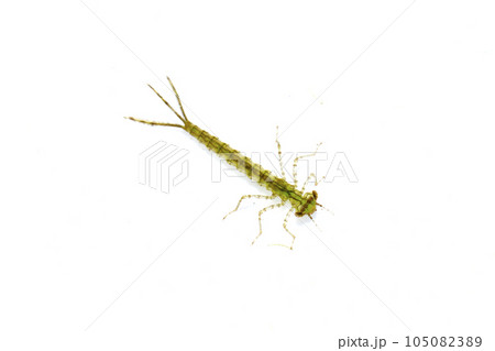 イトトンボ科の幼虫　おそらくクロイトトンボ 105082389