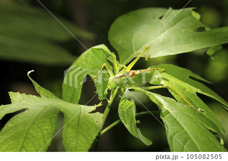 ヤブキリ ヤブキリ 105082505