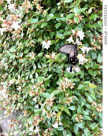 白い花の蜜を吸う一匹の黒い蝶々 白い花の蜜を吸う一匹の黒い蝶々 105082561