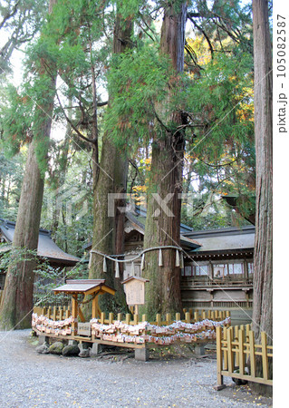 高千穂神社 ご神木 高千穂神社 ご神木 105082587