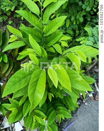 Close up of custard apple plant  105082786