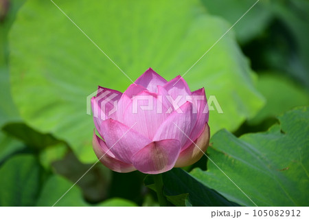 見事に咲き誇る蓮の花(愛西市 森川花はす田) 見事に咲き誇る蓮の花(愛西市 森川花はす田) 105082912