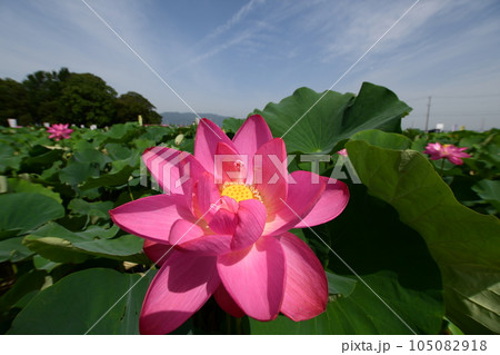 見事に咲き誇る蓮の花(愛西市 森川花はす田) 見事に咲き誇る蓮の花(愛西市 森川花はす田) 105082918