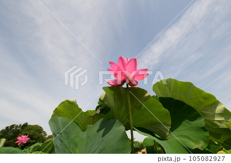 見事に咲き誇る蓮の花(愛西市 森川花はす田) 105082927
