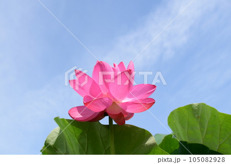 見事に咲き誇る蓮の花(愛西市 森川花はす田) 見事に咲き誇る蓮の花(愛西市 森川花はす田) 105082928