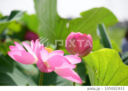 見事に咲き誇る蓮の花(愛西市 森川花はす田) 見事に咲き誇る蓮の花(愛西市 森川花はす田) 105082931