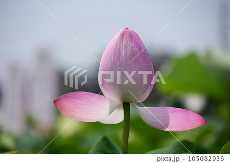 見事に咲き誇る蓮の花(愛西市 森川花はす田) 見事に咲き誇る蓮の花(愛西市 森川花はす田) 105082936