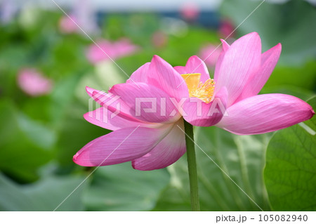 見事に咲き誇る蓮の花(愛西市 森川花はす田) 見事に咲き誇る蓮の花(愛西市 森川花はす田) 105082940