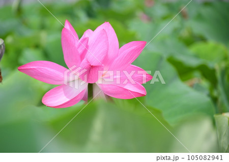 見事に咲き誇る蓮の花(愛西市 森川花はす田) 見事に咲き誇る蓮の花(愛西市 森川花はす田) 105082941
