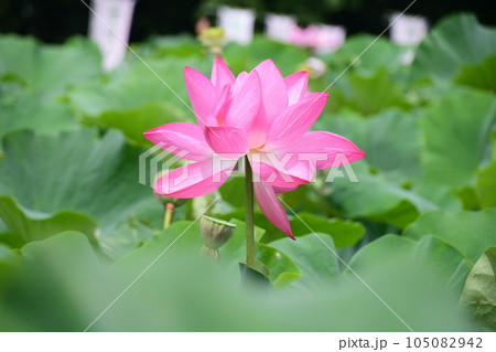 見事に咲き誇る蓮の花(愛西市 森川花はす田) 見事に咲き誇る蓮の花(愛西市 森川花はす田) 105082942
